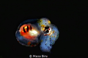 Infant octopus by Masa Biru 